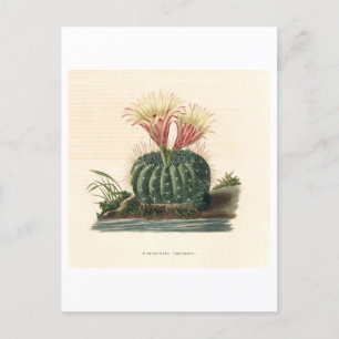 Cartão Postal Ilustração Botânica de Cactus de 1841