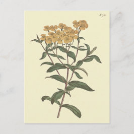 Cartão Postal Ilustração Botânica de Calêndula Chili