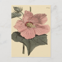 Cartão Postal Ilustração Botânica de Hibisco do Pântano