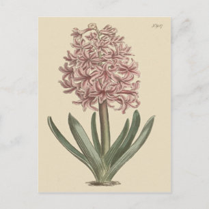 Cartão Postal Ilustração Botânica de Hyacinth Garden