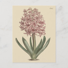 Cartão Postal Ilustração Botânica de Hyacinth Garden