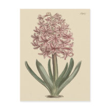 Ilustração Botânica de Jacinto de Jardim