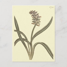 Cartão Postal Ilustração Botânica de Jacinto de Uva Almíscar
