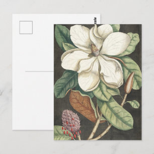 Cartão Postal Ilustração Botânica de Magnólia Vintage Catesby