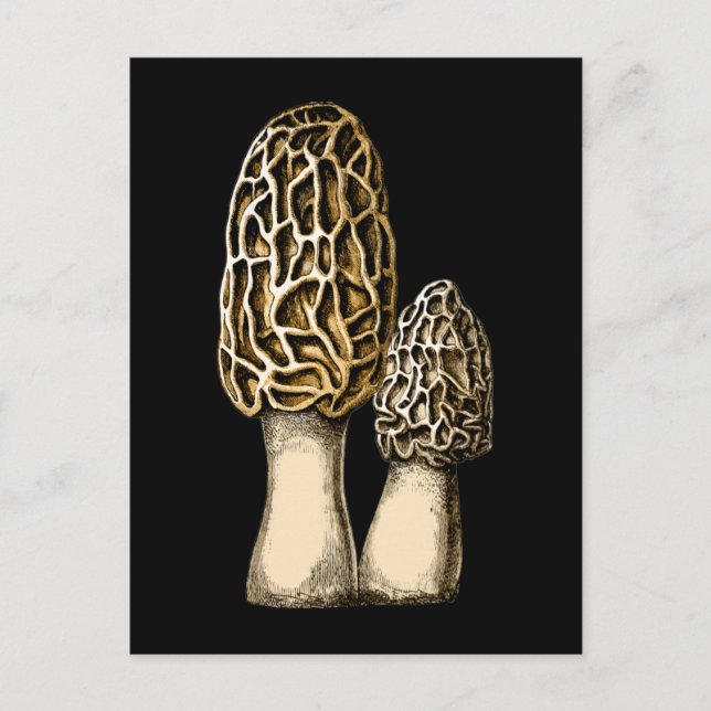 Cartão Postal Ilustração Botânica de Morel Mushroom (Frente)