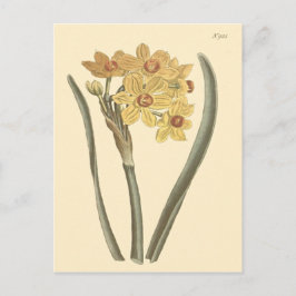 Cartão Postal Ilustração Botânica de Narciso Polyanthus