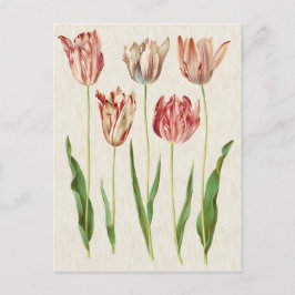 Cartão Postal Ilustração Botânica de Tulipas Vintage