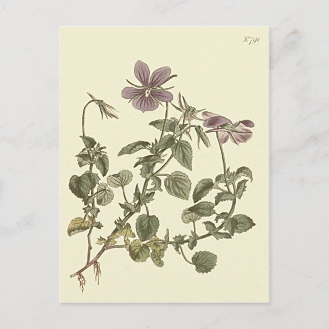 Cartão Postal Ilustração Botânica de Violeta-de-chifre (Frente)