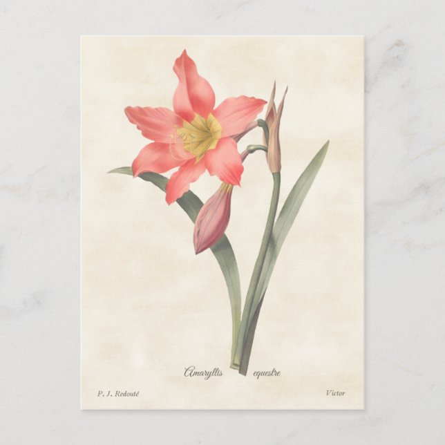 Cartão Postal Ilustração Botânica do Amaryllis Rosa Vintage (Frente)