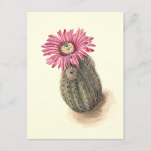 Cartão Postal Ilustração Botânica do Cactus Turkeyhead