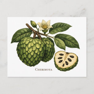 Cartão Postal Ilustração Botânica do Ramo de Fruta Cherimoya