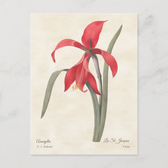 Cartão Postal Ilustração Botânica do Red Amaryllis Vintage (Frente)