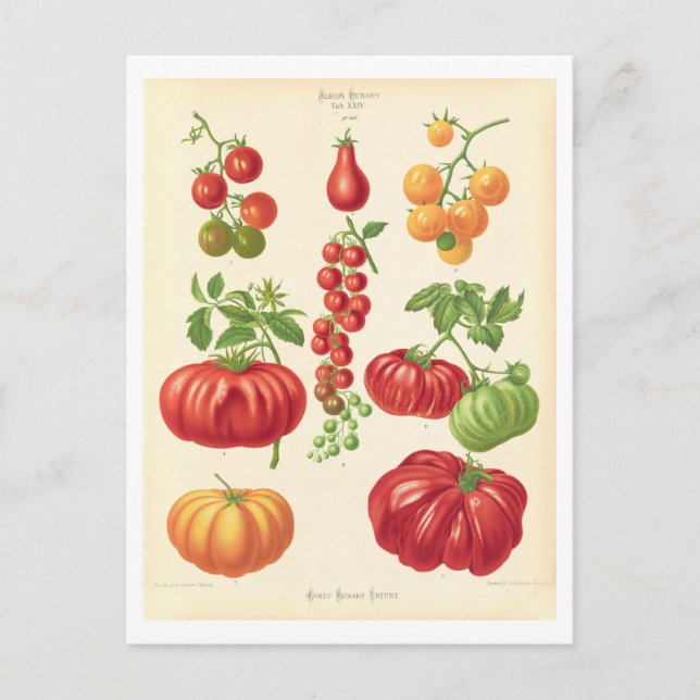 Cartão Postal Ilustração Botânica do Tomate do Catálogo de Semen (Frente)