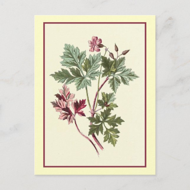 Cartão Postal Ilustração Botânica "Herb Robert" (Frente)