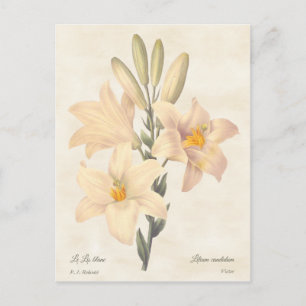Cartão Postal Ilustração Botânica Madonna Lily Vintage
