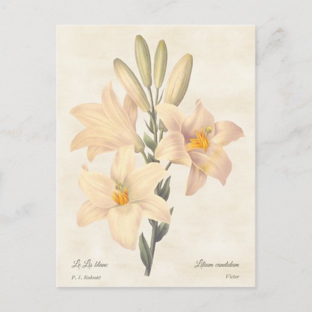 Cartão Postal Ilustração Botânica Madonna Lily Vintage (Frente)