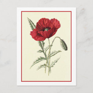 Cartão Postal Ilustração Botânica "Poppy comum"