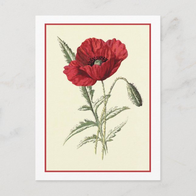 Cartão Postal Ilustração Botânica "Poppy comum" (Frente)