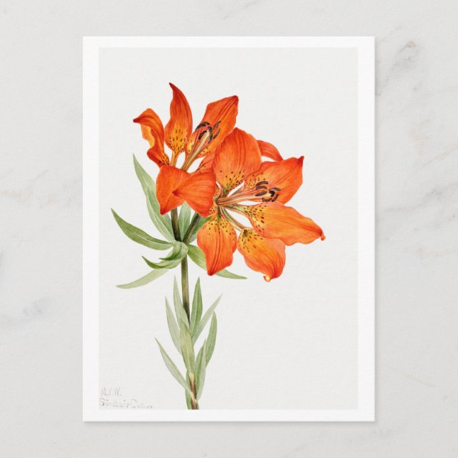 Cartão Postal Ilustração Botânica Red Lily (Frente)