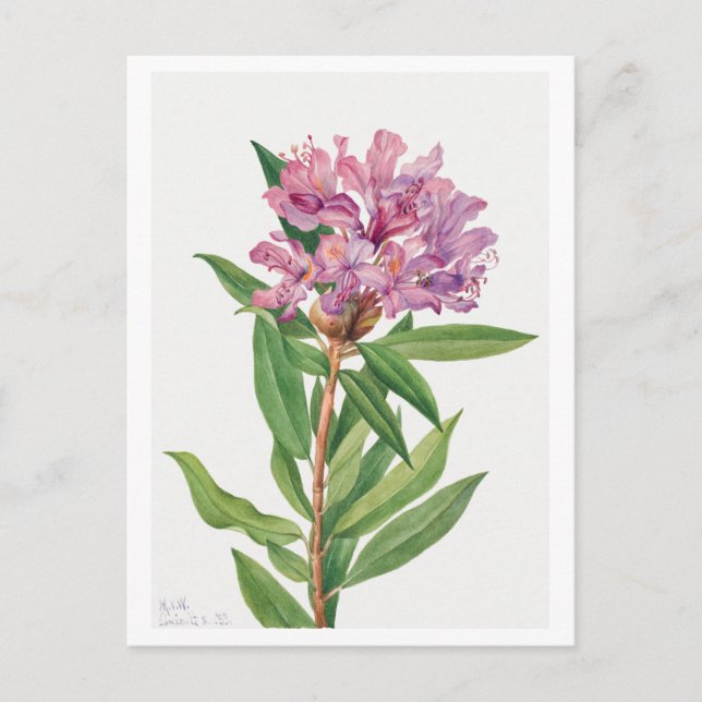 Cartão Postal Ilustração Botânica Rhododendron Rosa (Frente)