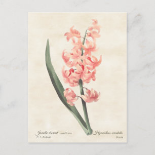 Cartão Postal Ilustração Botânica Rosa Hyacinth Vintage