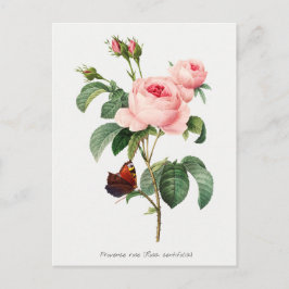 Cartão Postal Ilustração Botânica Rosa Rosa Rosa Rosa Rosa Rosa