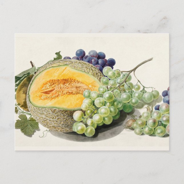 Cartão Postal Ilustração Botânica Vintage (Frente)