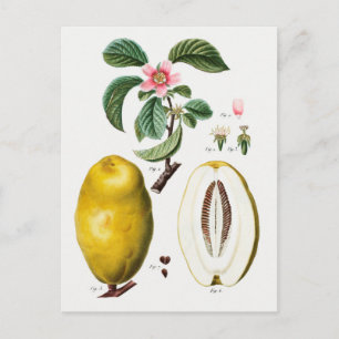 Cartão Postal Ilustração Botânica Vintage