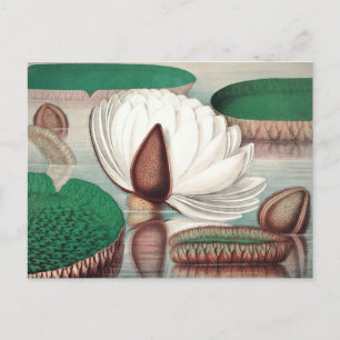 Cartão Postal Ilustração Botânica Vintage