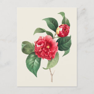 Cartão Postal Ilustração Botânica Vintage Camellia Japonica
