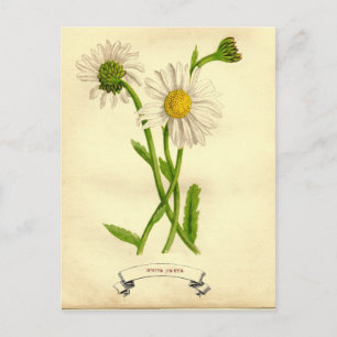 Cartão Postal Ilustração Botânica Vintage Daisy