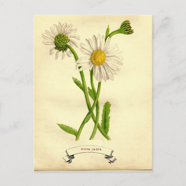 Cartão Postal Ilustração Botânica Vintage Daisy (Frente)