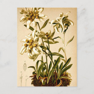 Cartão Postal Ilustração Botânica Vintage de Flores Edelweiss
