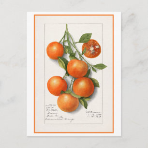 Cartão Postal Ilustração Botânica Vintage de Laranjas