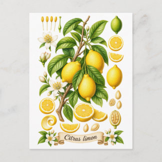 Cartão Postal Ilustração Botânica Vintage de Limão