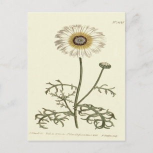 Cartão Postal Ilustração Chrysanthemum Tricolor Amarelo