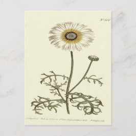 Cartão Postal Ilustração Chrysanthemum Tricolor Amarelo