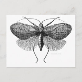 Cartão Postal ilustração científica da mariposa