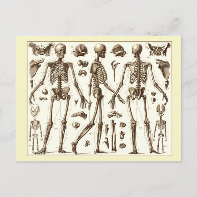Cartão Postal Ilustração científica do esqueleto humano (Frente)