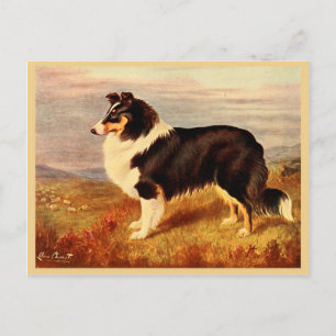 Cartão Postal Ilustração Collie dog Vintage