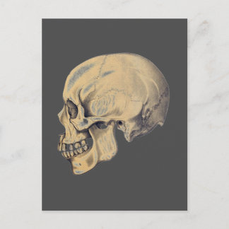 Cartão Postal Ilustração da Anatomia do Crânio Vintage