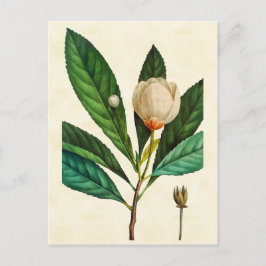 Cartão Postal Ilustração da árvore de baía de loblolly Botânica 