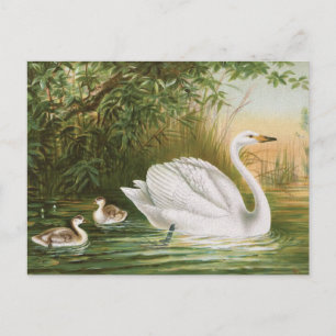 Cartão Postal Ilustração da ave de campo "Whooper Swan"