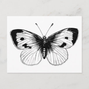 Cartão Postal Ilustração da borboleta branca de repolho Vintag