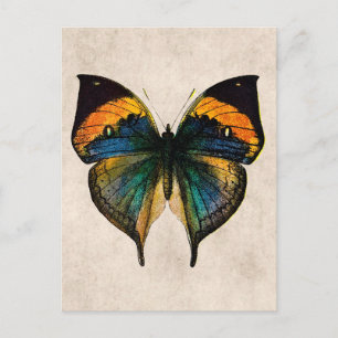 Cartão Postal Ilustração da Borboleta Vintage - Borboletas