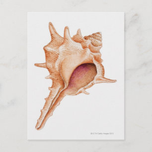 Cartão Postal Ilustração da concha de Murex