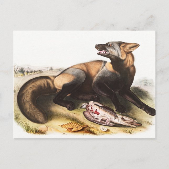 Cartão Postal Ilustração da Cruz Fox Americana (Canis vulpes) (Frente)