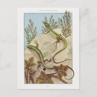 Cartão Postal Ilustração da fauna de duas naves