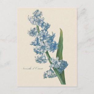 Cartão Postal Ilustração da Flor Azul Hyacinth