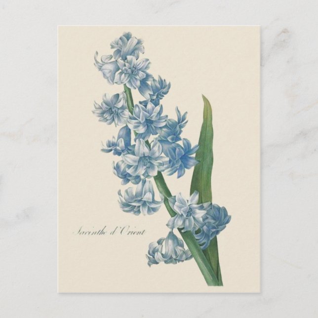 Cartão Postal Ilustração da Flor Azul Hyacinth (Frente)
